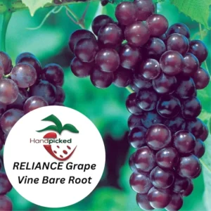 Reliance Seedless Grape Vine - Bare Root Live Plant - Red Grape - Preorder April Shipping