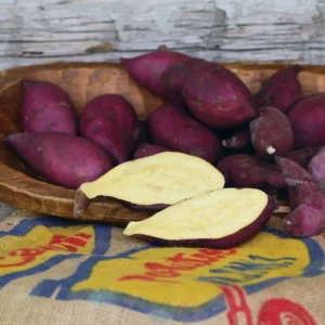 Murasaki Sweet Potato Slips - 10 Japanese Non GMO Plants