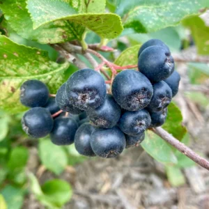 Viking Aronia Berry Plant - 8-12 Inch Live Edible Shrub