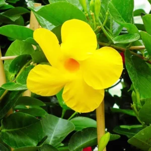 Yellow Mandevilla Plants Live - 2 Well Rooted Vine Plants 4-6 Inch Tall - Flowering Bush