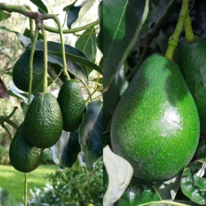 Bacon Avocado Tree Seedling Rootstock - 18-24 Inch Edible Fruit Live Plant