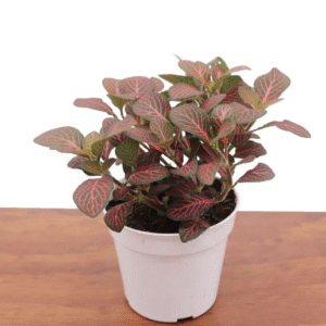 Red Nerve Fittonia Plant 4 inch Potted