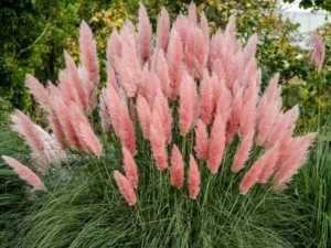 pink pampas grass BLOOM
