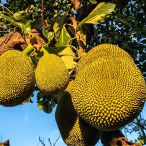 Jackfruit Seedling Live Tropical Fruit Plant 8-12 Inch - Well Rooted
