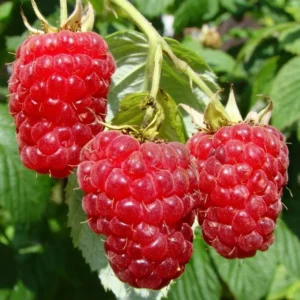 Caroline Red Raspberry Plants Set - Live Fruit Seedlings - Red Raspberry Bush - Indoor Outdoor