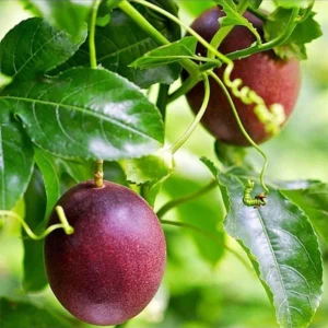 Purple Passion Fruit Vine Plant - Edible Passion Fruit Tree - Garden Ready