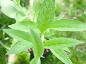 The broad, deep green leaves of Russian comfrey (Symphytum × uplandicum).
