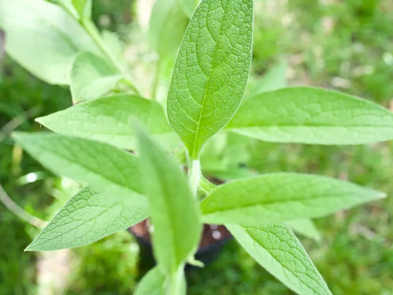 The broad, deep green leaves of Russian comfrey (Symphytum × uplandicum).