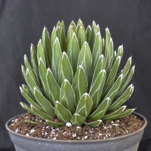 Porcupine Agave (A. Victoria-reginae) Plant Plug - 1-2in Ornamental Succulent
