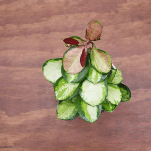 Alternative view of Hoya Australis Lisa Plant - Rare Variety - 4 inch Grower's Pot