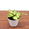 Hoya Exotica Tricolor Plant - 4 Inch Pot - Tropical Vine
