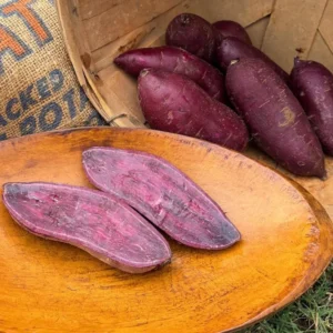 Purple Sweet Potato Slips - 20 Well Rooted Sweet Potato Vine Live Plant Cutting