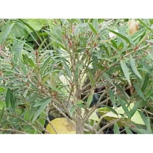Willow Leaf Fig Bonsai Tree - Ficus Salicifolia TC Plant Plug 1-3 inches