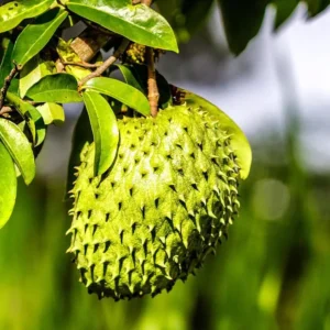 Soursop Plant Live for Planting 5-8 Inch Sweet Soursop Tree Seedling