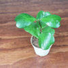 Hoya Kerrii Long Stem Tropical Ambiance Plant - 4 inch Potted