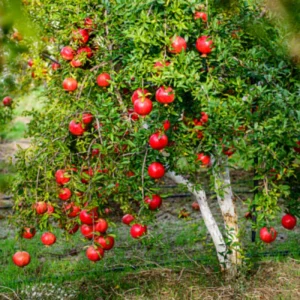 Wonderful Pomegranate Plant Plug - Edible Fruit Tree 3-6 in
