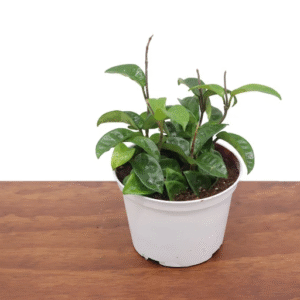 Hoya Carnosa Krinkle Wax Plant - 6 Inch Potted Indoor Vine