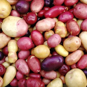 Potato Lover's Mix - Seed Potatoes Variety Mix - 2 lb - Spring Planting