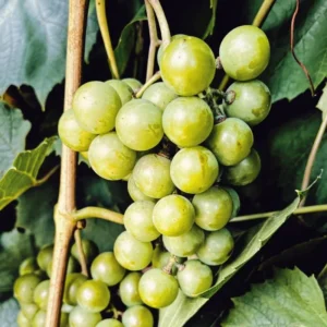 Welder Bronze Muscadine Grape Plant Vitis - 4-8 Inch Live Edible Vine