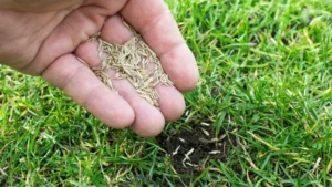 zoysia grass seeds