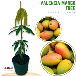 Valencia Mango Tree - Live Plant 3 Feet Tall - Sweet Juicy Fruit - Not Ship CA