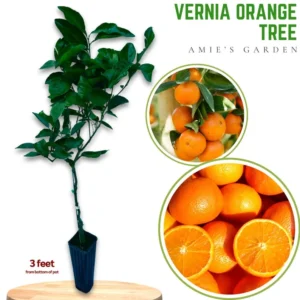 Vernia Orange Tree - Live Grafted - 2 to 3 Ft Tall - Potted Orange Tree - Not Ship CA