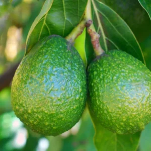 Avocado Tree - Grafted Plant 1 Feet Tall - Ships in Bag