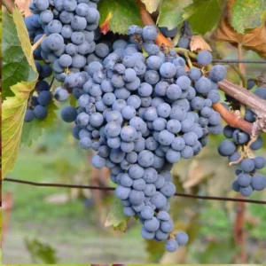 THOMCORD Seedless Grape Vine - Bare Root Live Plant - April Preorder - Table Grape