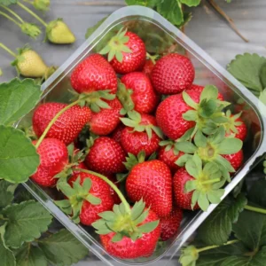 Strawberry Plants 10 Pack - June Bearing Bare Root - Camarosa Variety