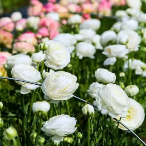 Ranunculus White Shade Bulbs 25 Pack Jumbo Size