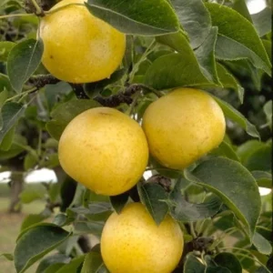 20th Century Asian Pear Tree - 3-4 Feet Tall - Fruit Tree - Potted