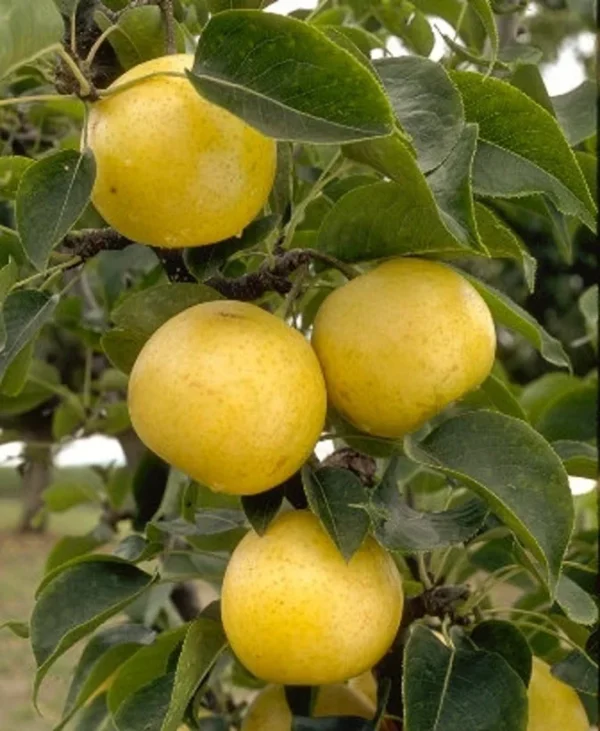 20th Century Asian Pear Tree - 3-4 Feet Tall - Fruit Tree - Potted