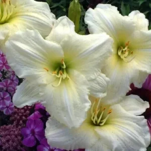 Joan Senior Daylily Fans Root Systems - White Flowering Daylily Plant