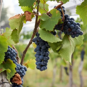 Fredonia Grape Vine - 1 Bare Root Live Plant - Early Concord Variety