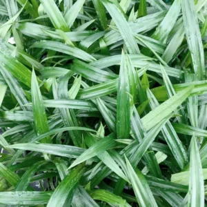 Pandan Plant Pandanus Amaryllifolius Live Plant 1Ft Tall in 6 Inch Pot