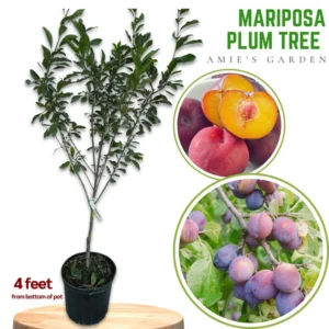 Plum Tree Mariposa - 3 Gallon 3 Feet Sweet Fruit Tree - Home Garden Ready - Not Ship CA
