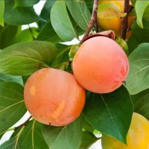 Giant Fuju Persimmon Tree - Grafted Tree - 3-4 ft Tall - 3 Gal Pot - Fall Harvest