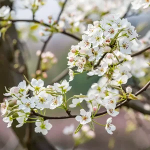Asian Pear Tree Pyrus Serotina Plant - 2-3 ft Tall Fruit Tree