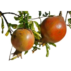 Puncia Granatum Salavatski Potted Plant - Striking Pink Flowers - Drought Tolerant