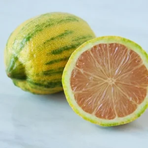 Variegated Pink Lemon Tree 2-Gallon Live Citrus Tree - 2 Feet Tall - Not Ship CA