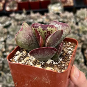 Calico Hearts Heart Plant Rare Succulent 3 inch Pot - Unique Indoor Plant