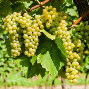 Niagara Grape Vine - Bare Root Live Plant - White Grape - Preorder Now