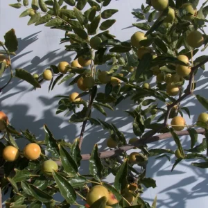 Grafted Jujube Honey Jar Tree - 1-2 Ft Chinese Date Plant - 6