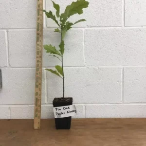Pin Oak Tree - Quercus Palustris - 6-12 Inch Plant in Quart Pot - Fast Growing Shade Tree