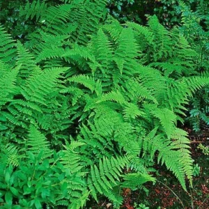 Hay Scented Fern Clumps - 5 Rhizome Divisions Dennstaedtia Punctilobula