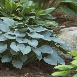 Hosta Halcyon Plantain Lily - Blue Hosta Plant - Qt Pot - Shade Garden Favorite