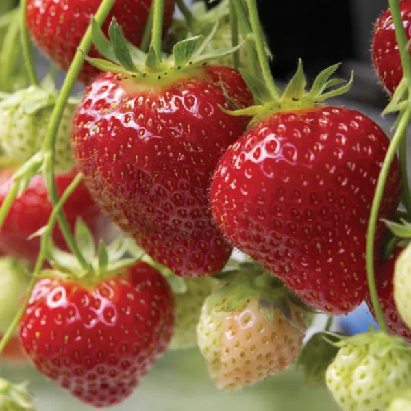 50 Strawberry Plants Albion - Everbearing/Day Neutral - Bare Root