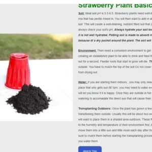 50 Strawberry Plants Albion - Everbearing/Day Neutral - Bare Root