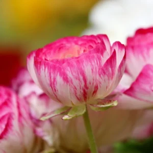 Ranunculus Picotee Pink Flower Bulbs - Pink Ranunculus Corms