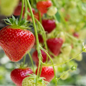 Everbearing Strawberry Plants - 10 Ozark Beauty Strawberry Plants for Your Garden